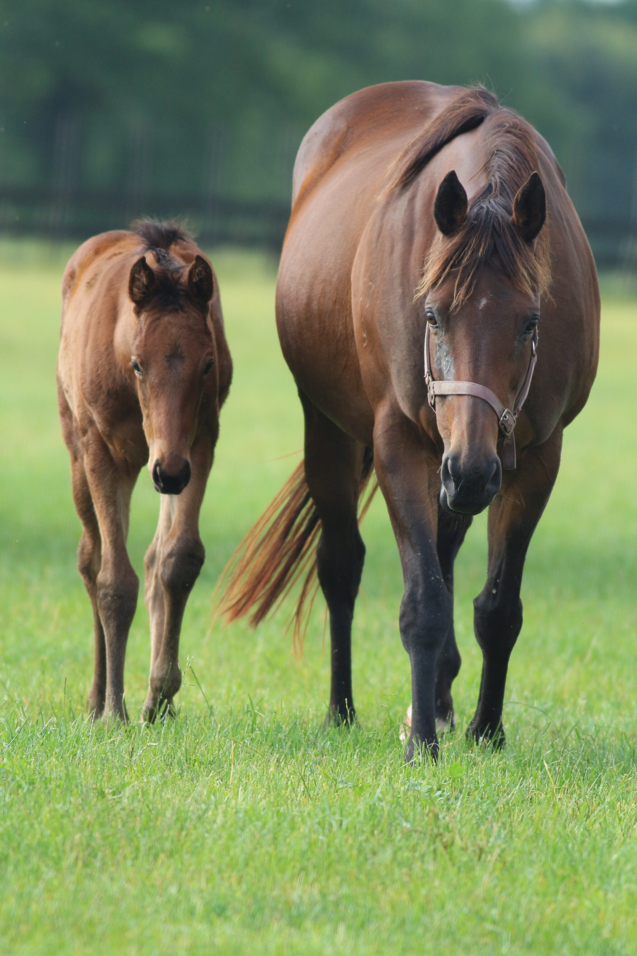 IMG 1138 Elysium 25 web