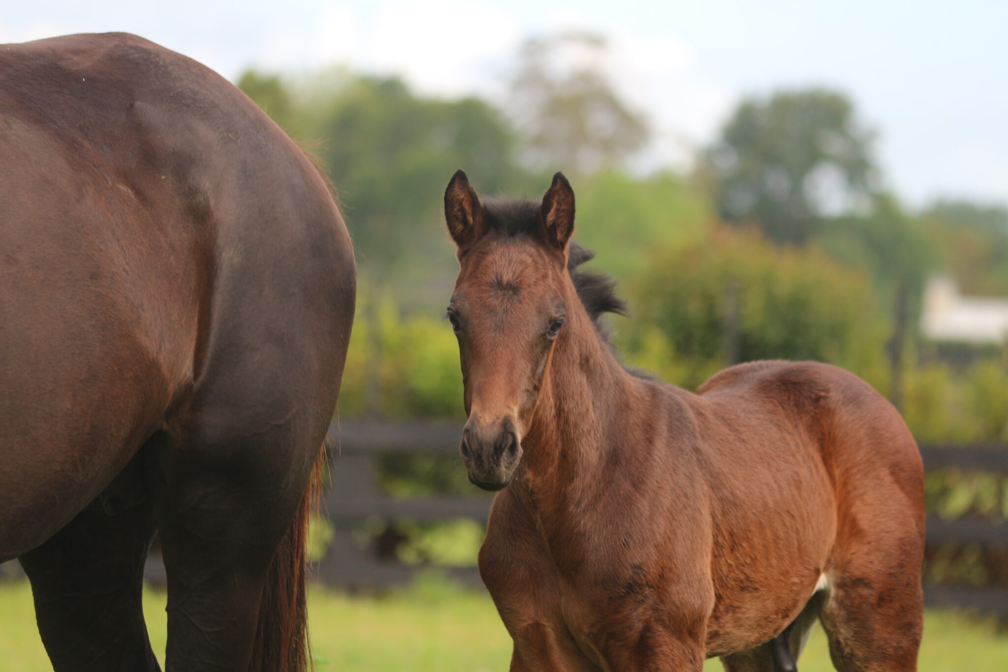 IMG 1296 Palamedes 25 Ocean Park C web