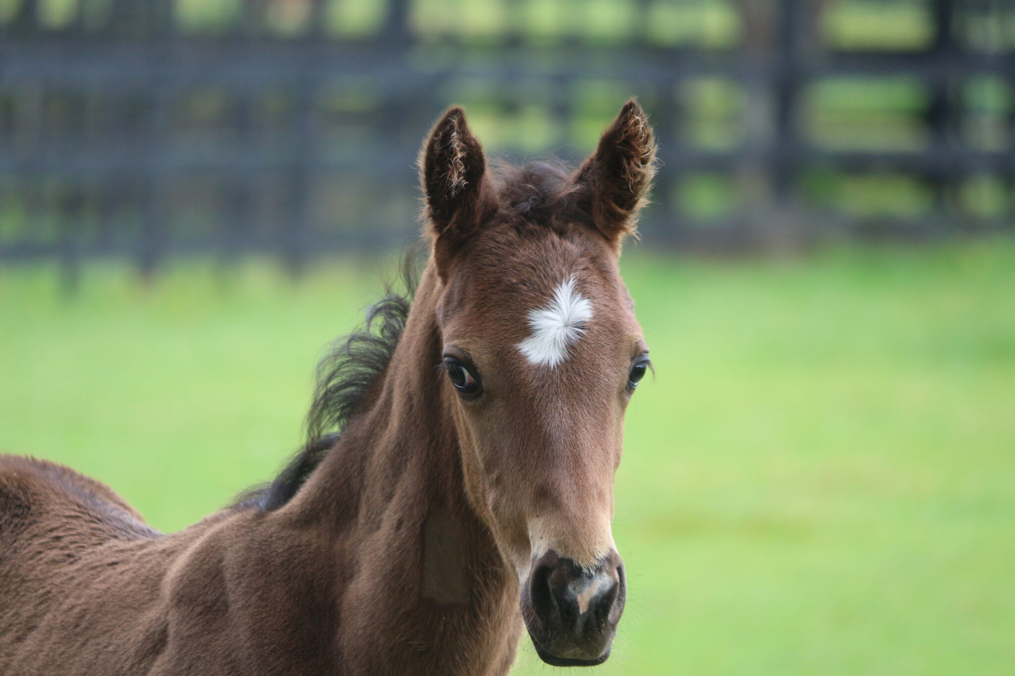 IMG 1463 Tres Belle 25 web