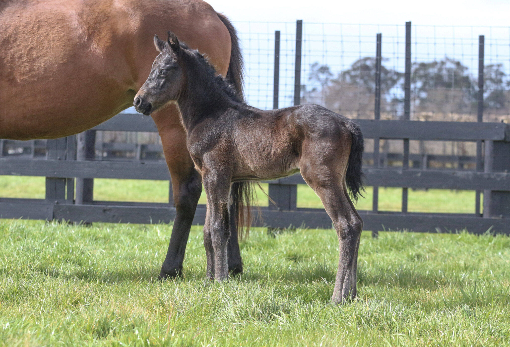 IMG 2101 Invincible Queen 26 LRE GOOD