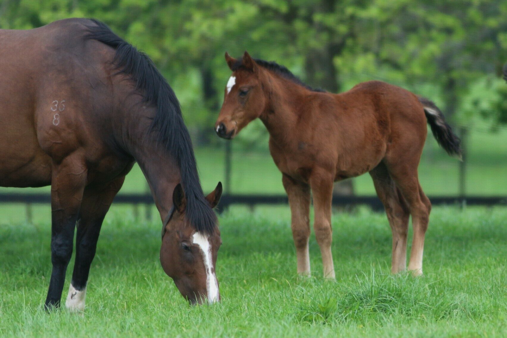 IMG 7226 Tricolore Shinzo 25 Left Invincible Queen Alabama Express C Right