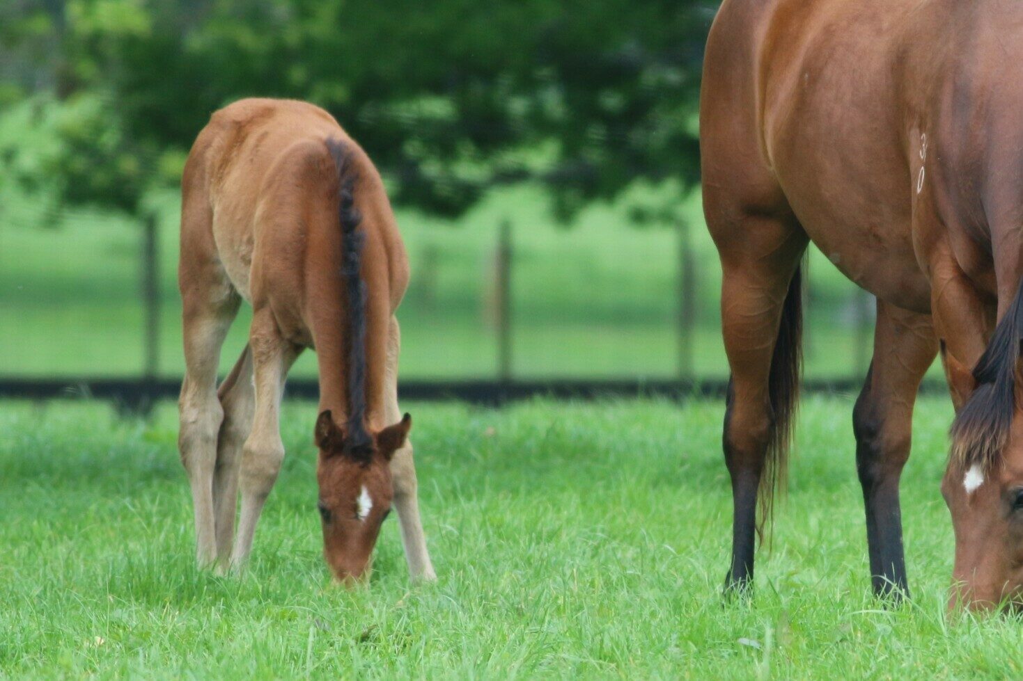 IMG 7227 Invincible Queen 25 C by Alabama Express