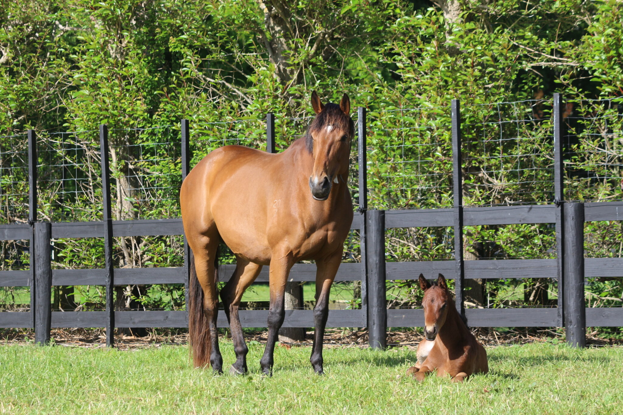 IMG 8433 Beneficent 25