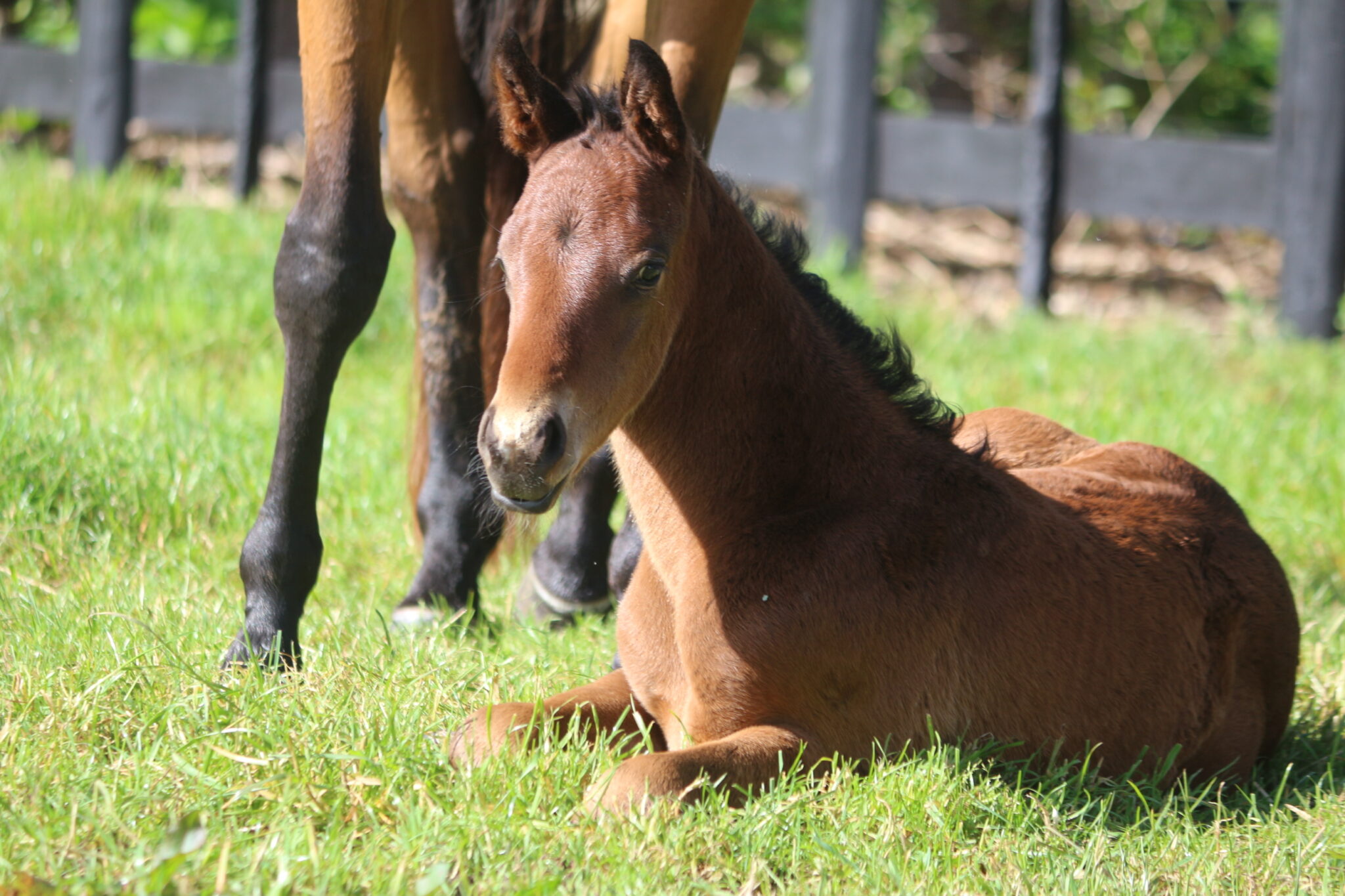 IMG 8439 Beneficent 25