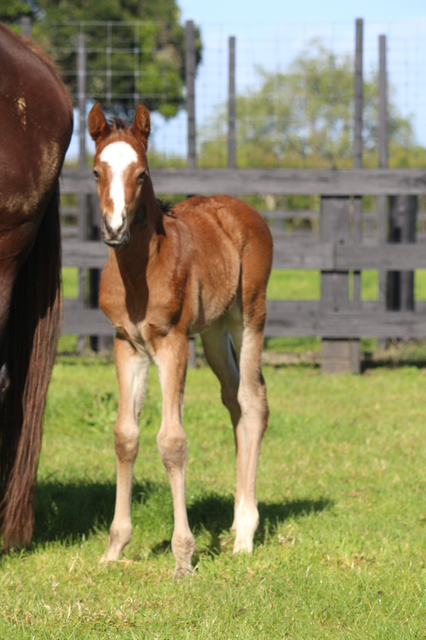 IMG 8464 Echezeaux 25 w