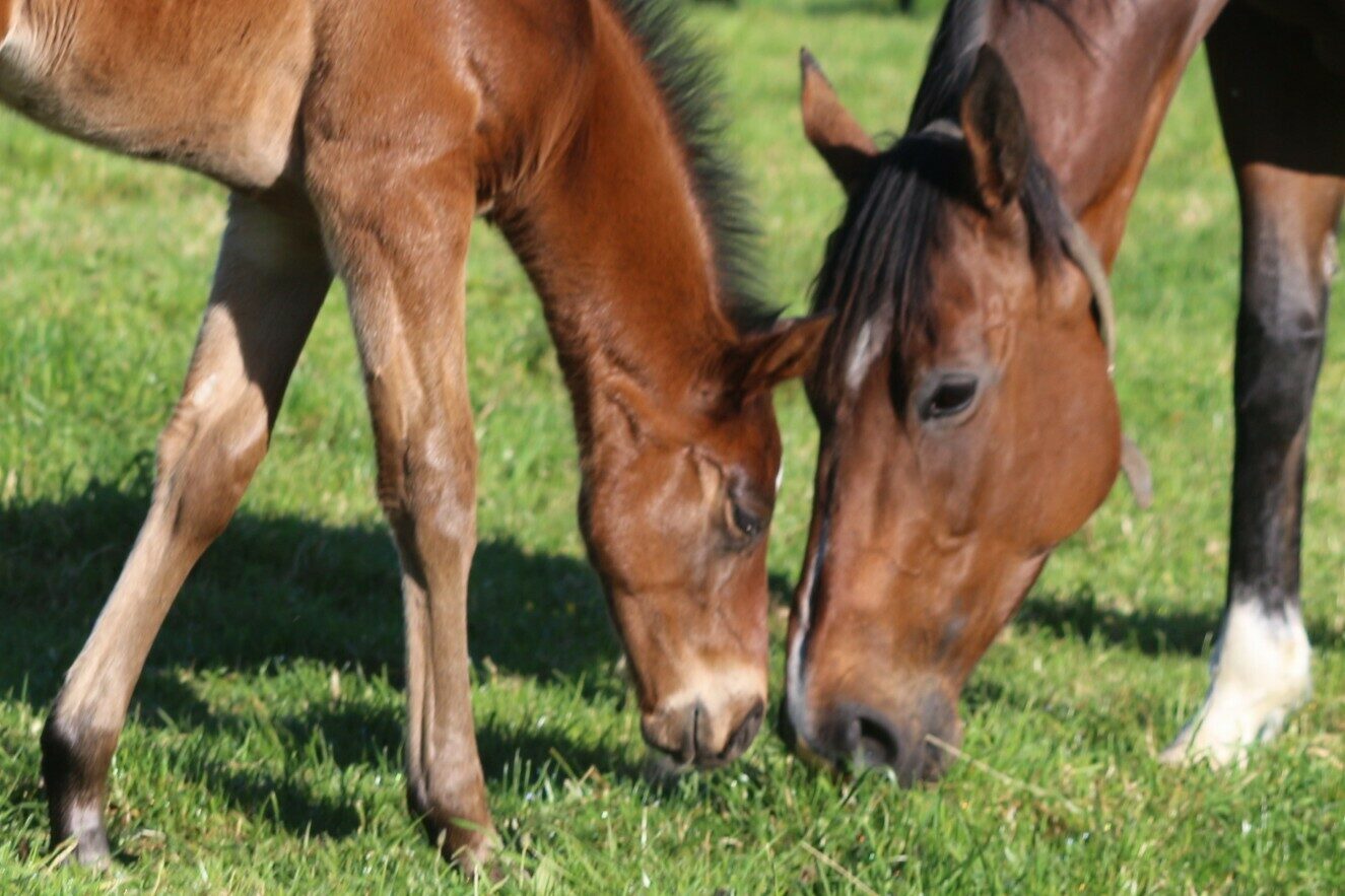 IMG 8863 Golden Hour 25 Almanzor Colt edited