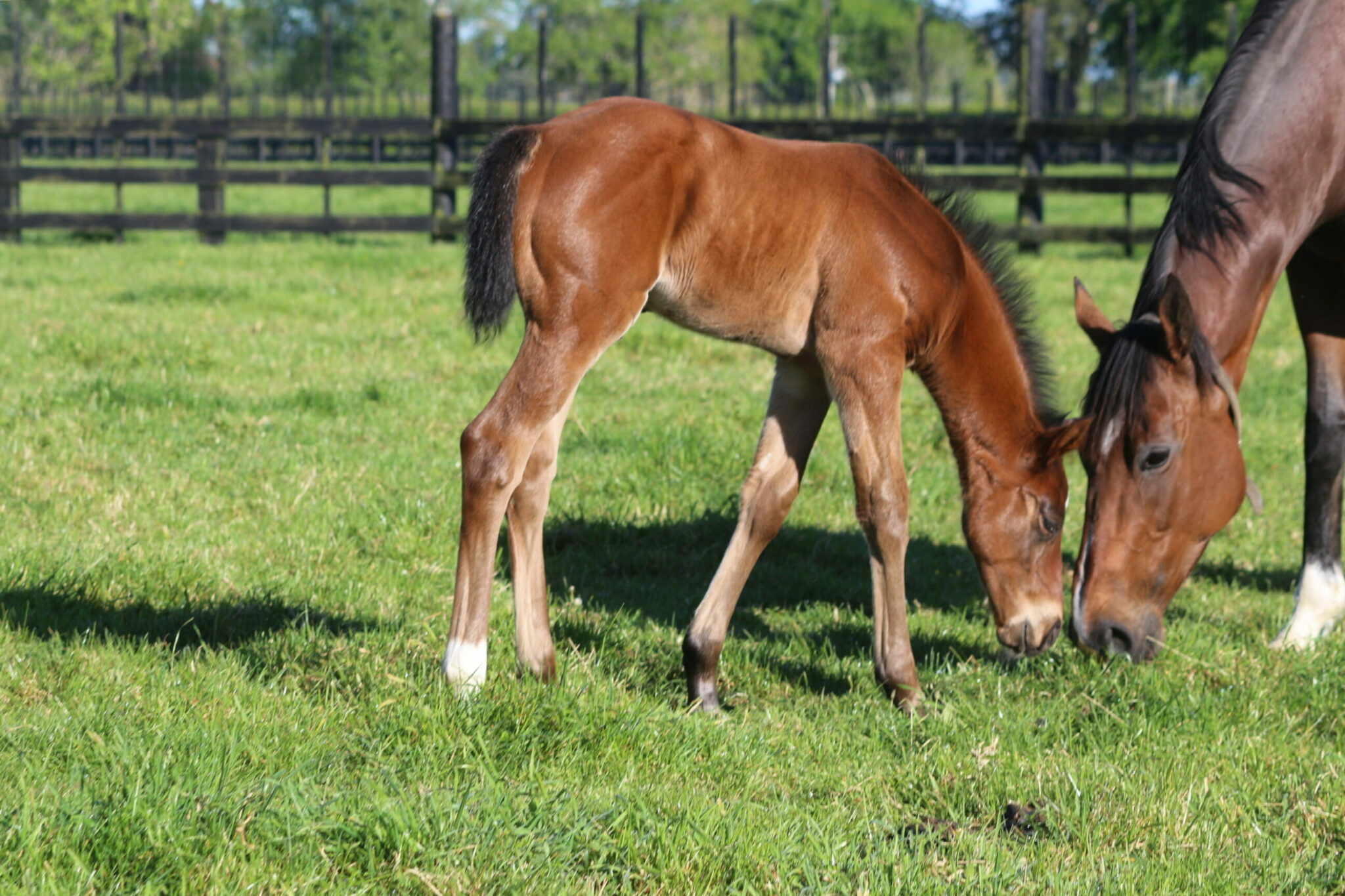 IMG 8863 Golden Hour 25 Almanzor Colt