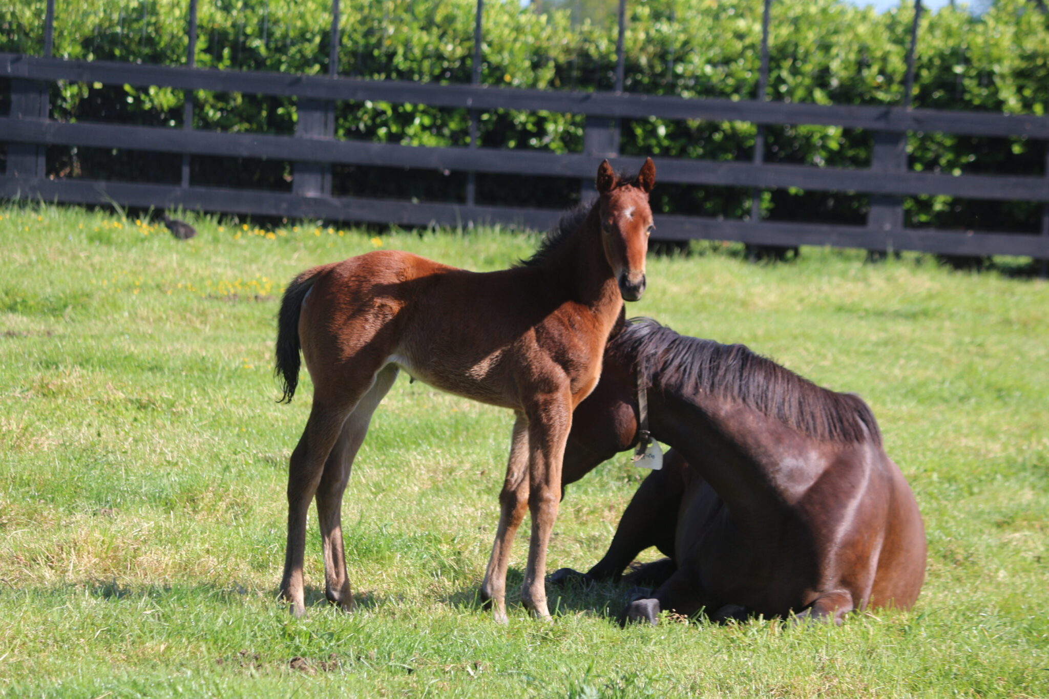 IMG 8932 Peppino 25 Shinzo F
