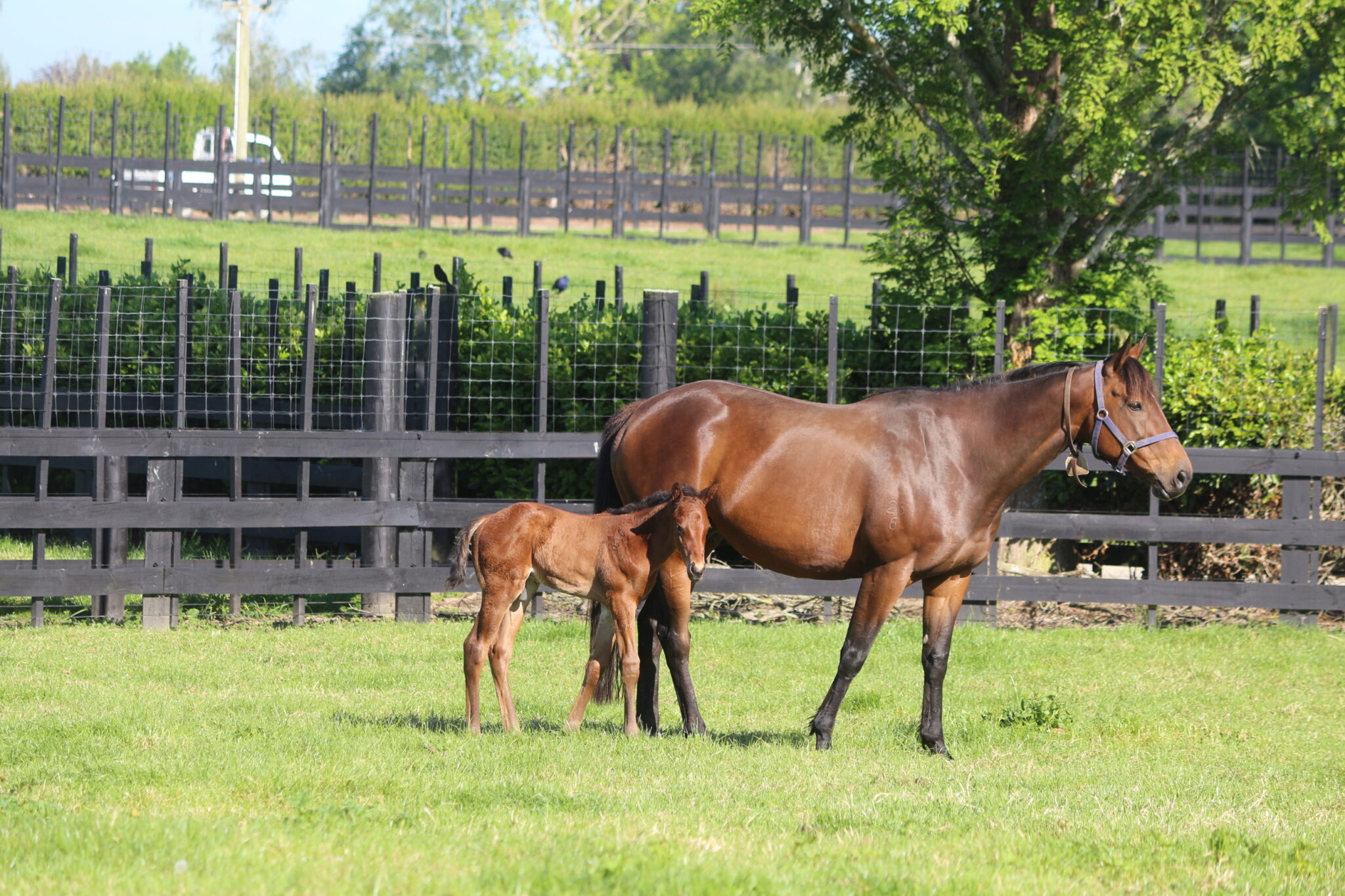 IMG 8981 Lilikoi 25 Super Seth C