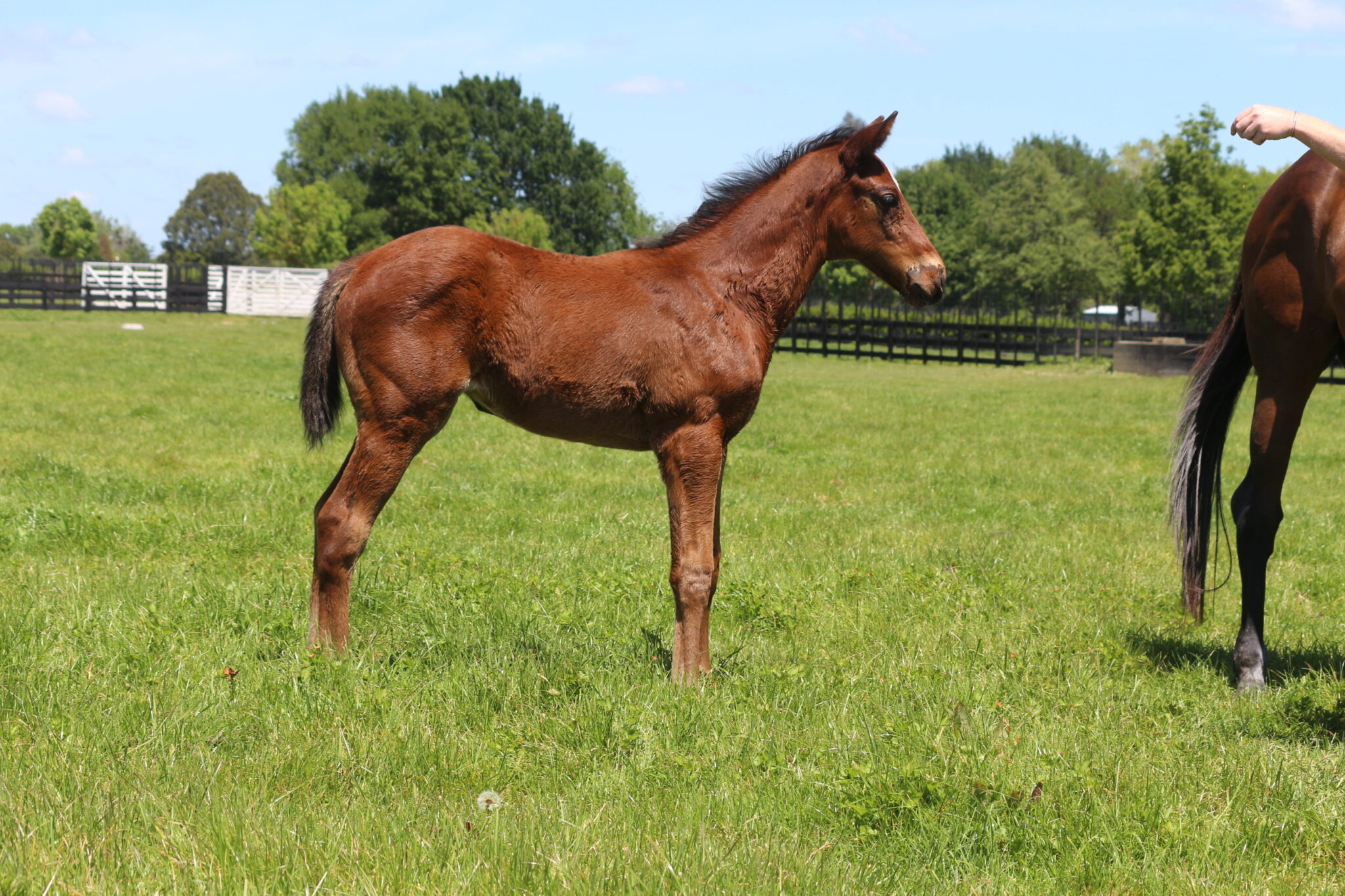 IMG 9086 Vichy 25 Web