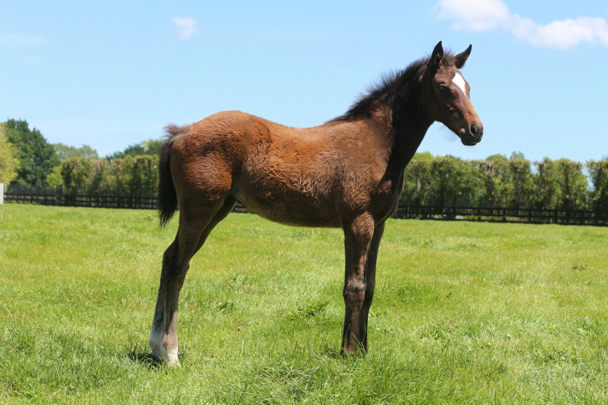 IMG 9113 Palacetopian 25 web