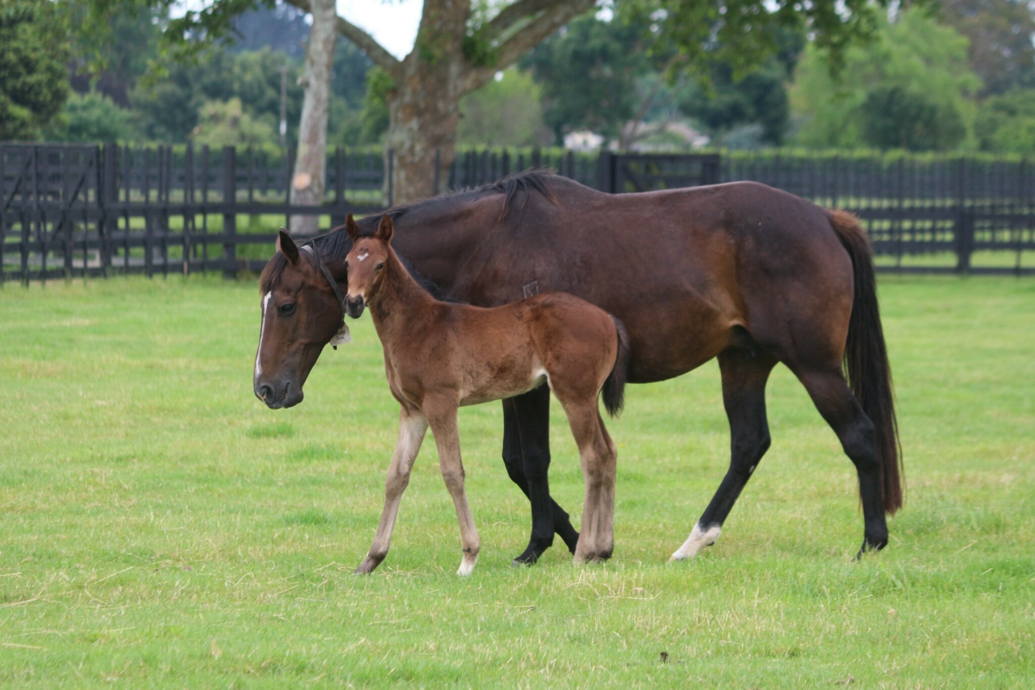 Kintsugi Belle25 Web