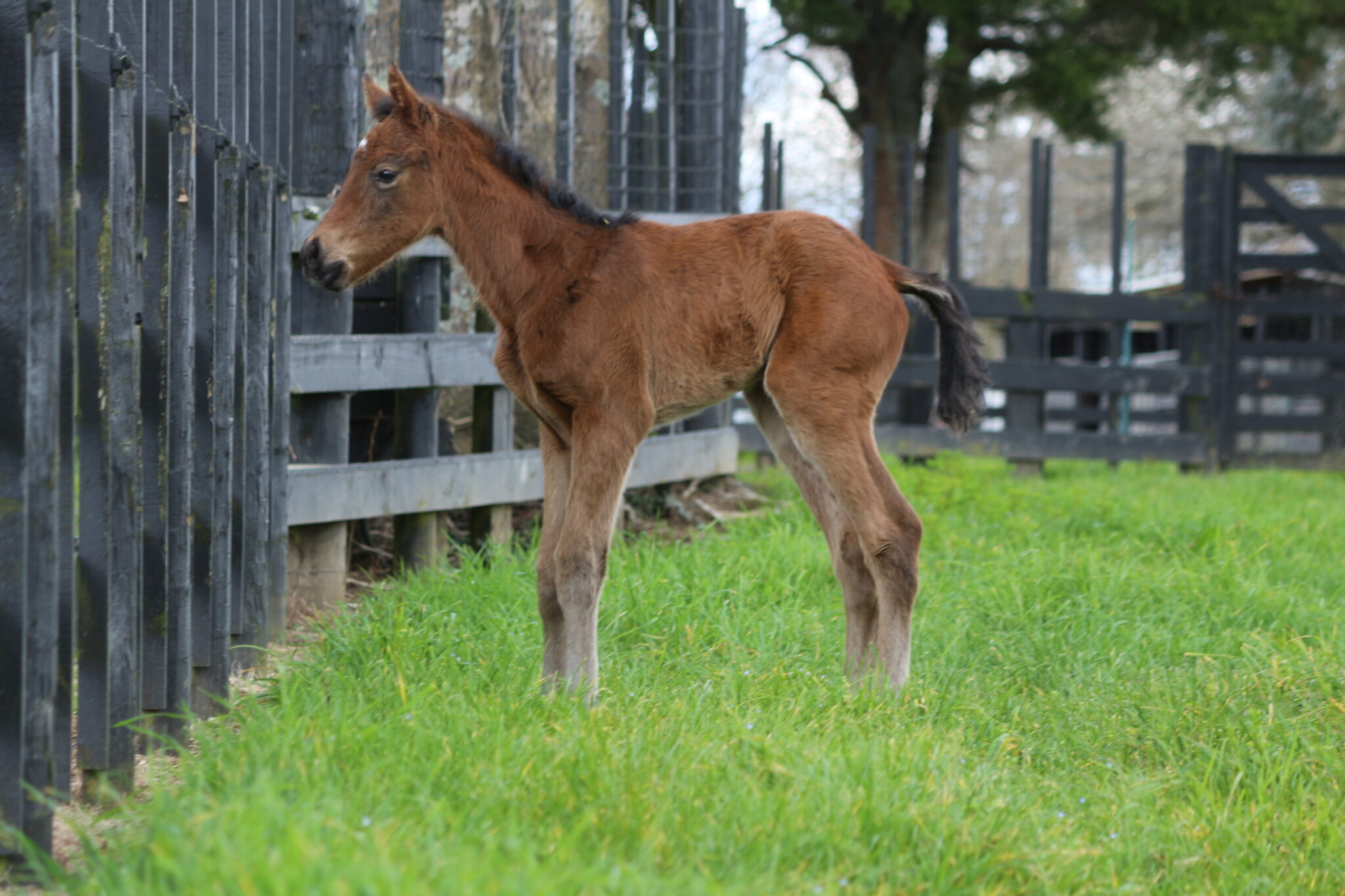 La Adelita Chaldean 25 Filly 2 IMG 5841
