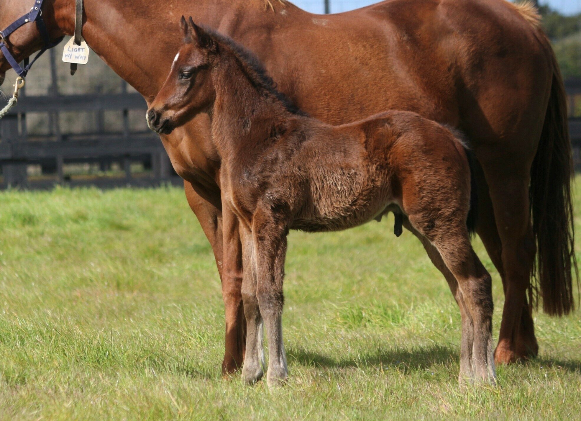 Light My Way Pride of Dubai 25 Colt 11 9 25