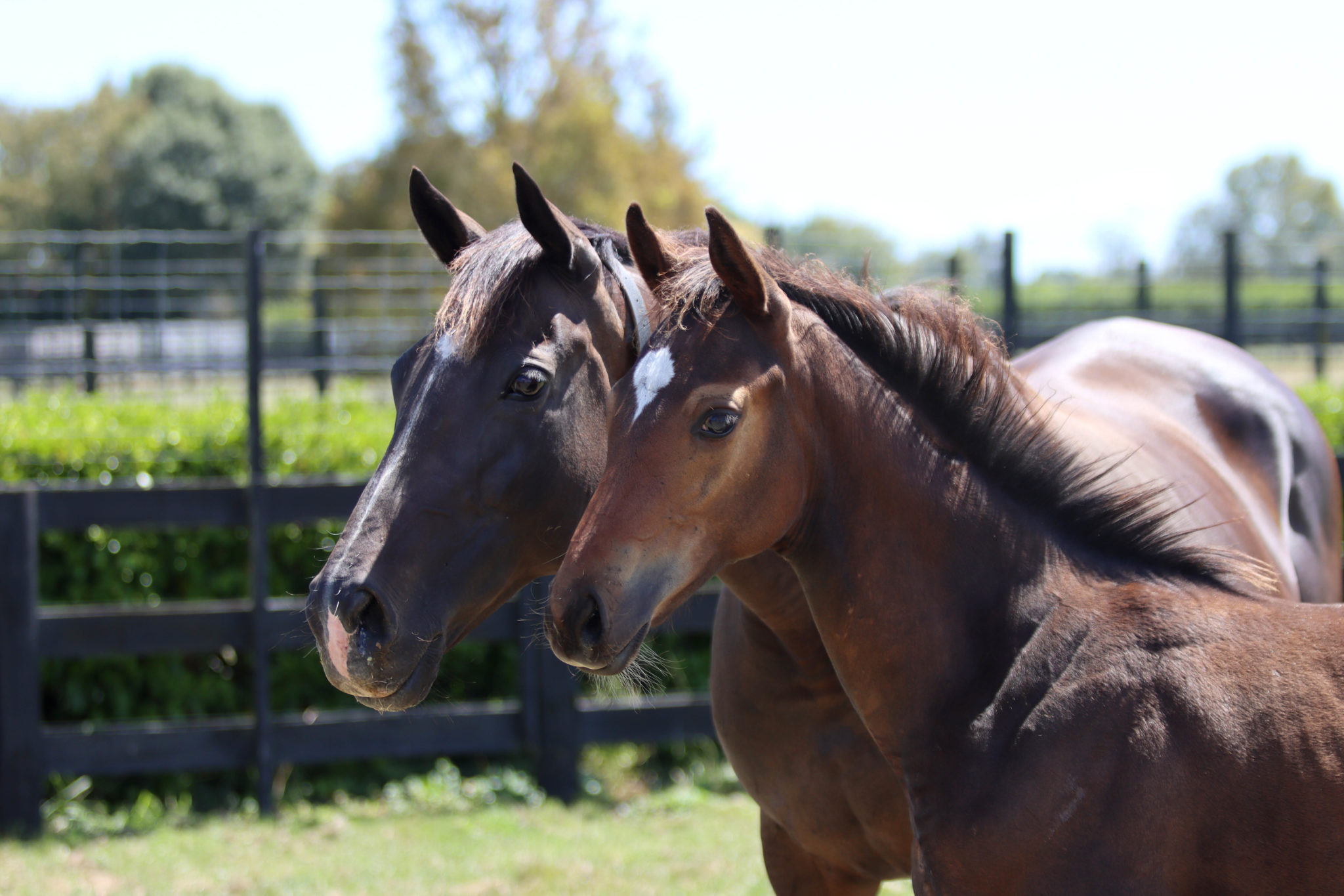 North of Sunsett and 2020 Foal IMG 1365