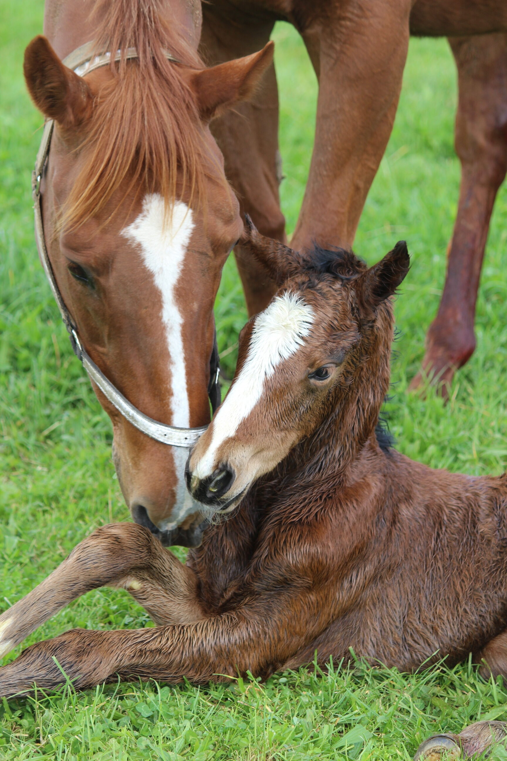 Opito Bay Ocean Park Filly 2024 loving not stood up yet 1