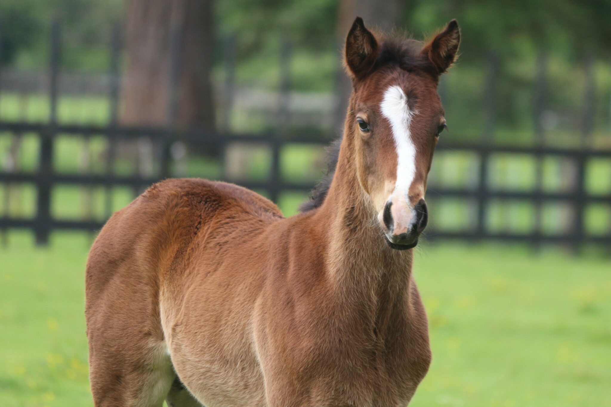 Palace Gardens 25 web