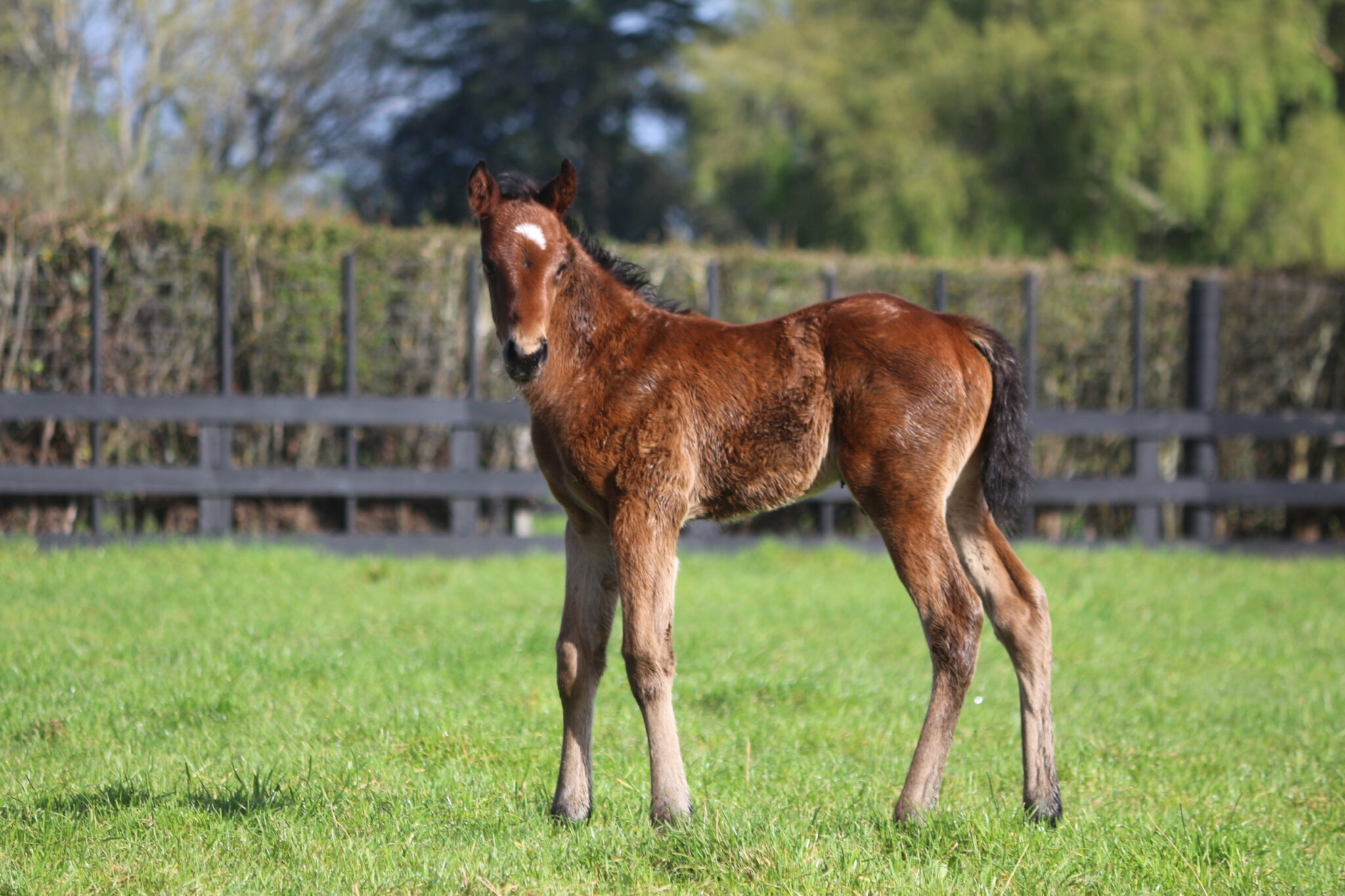 Podravina 25 Hello Youmzain C 8 10 25 IMG 7051