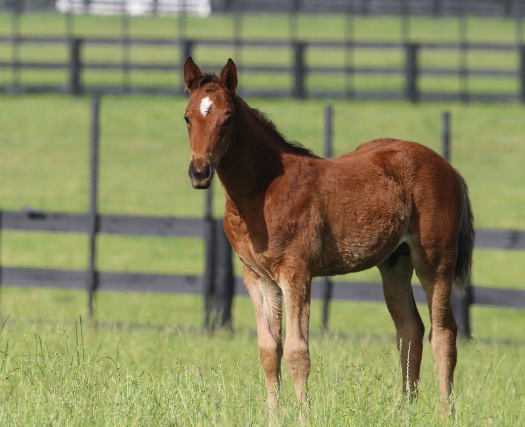 Silver Eclipse 25 web maybe