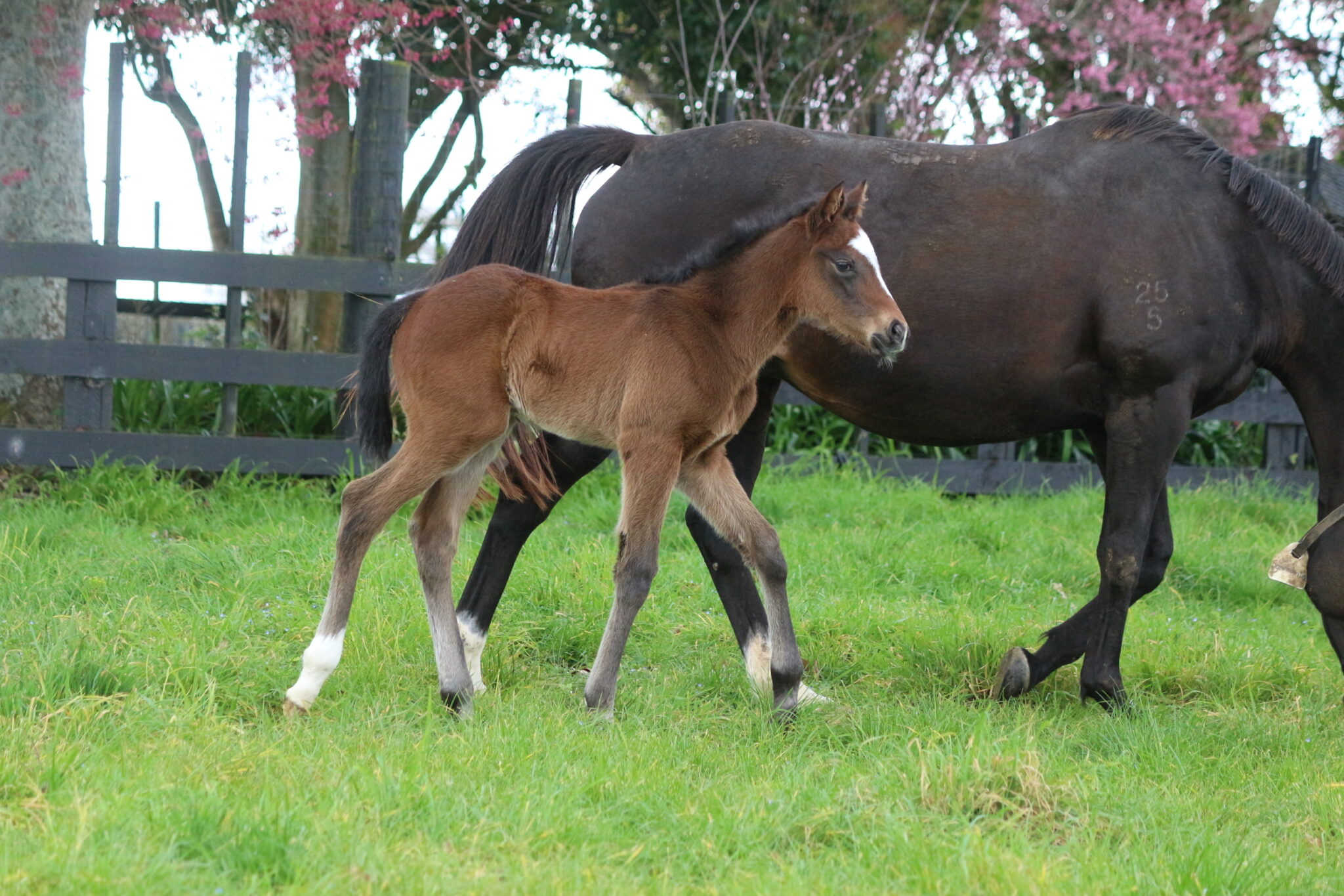 Sommaripa Shamus Award 25 Colt 1 IMG 5899