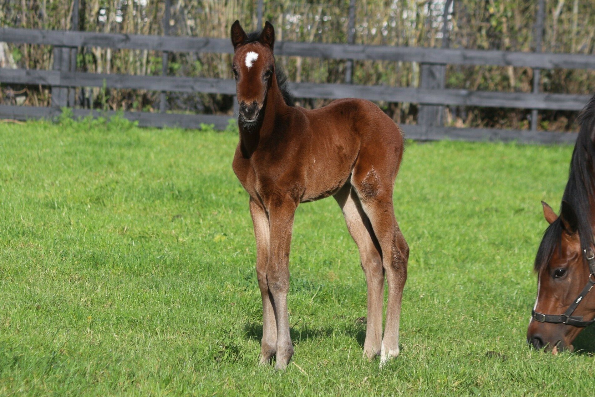 Wallflower 25 Sweynesse C 8 10 25 IMG 7098