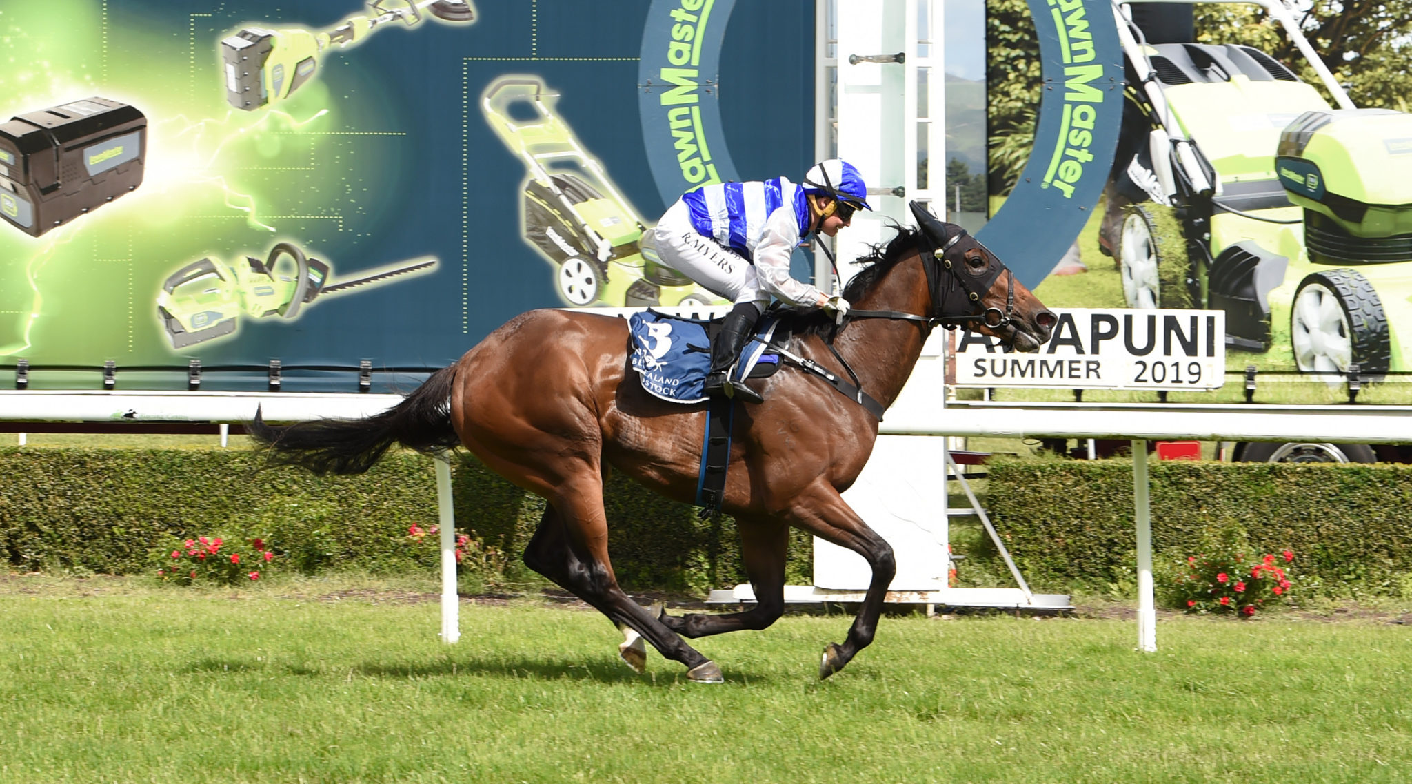 LILIKOI EULOGY STAKES MANAWATU 14 12 2019 PHOTO GRANT MATTHEW RACE IMAGES