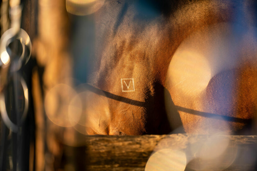 Pencarrow brand on horse