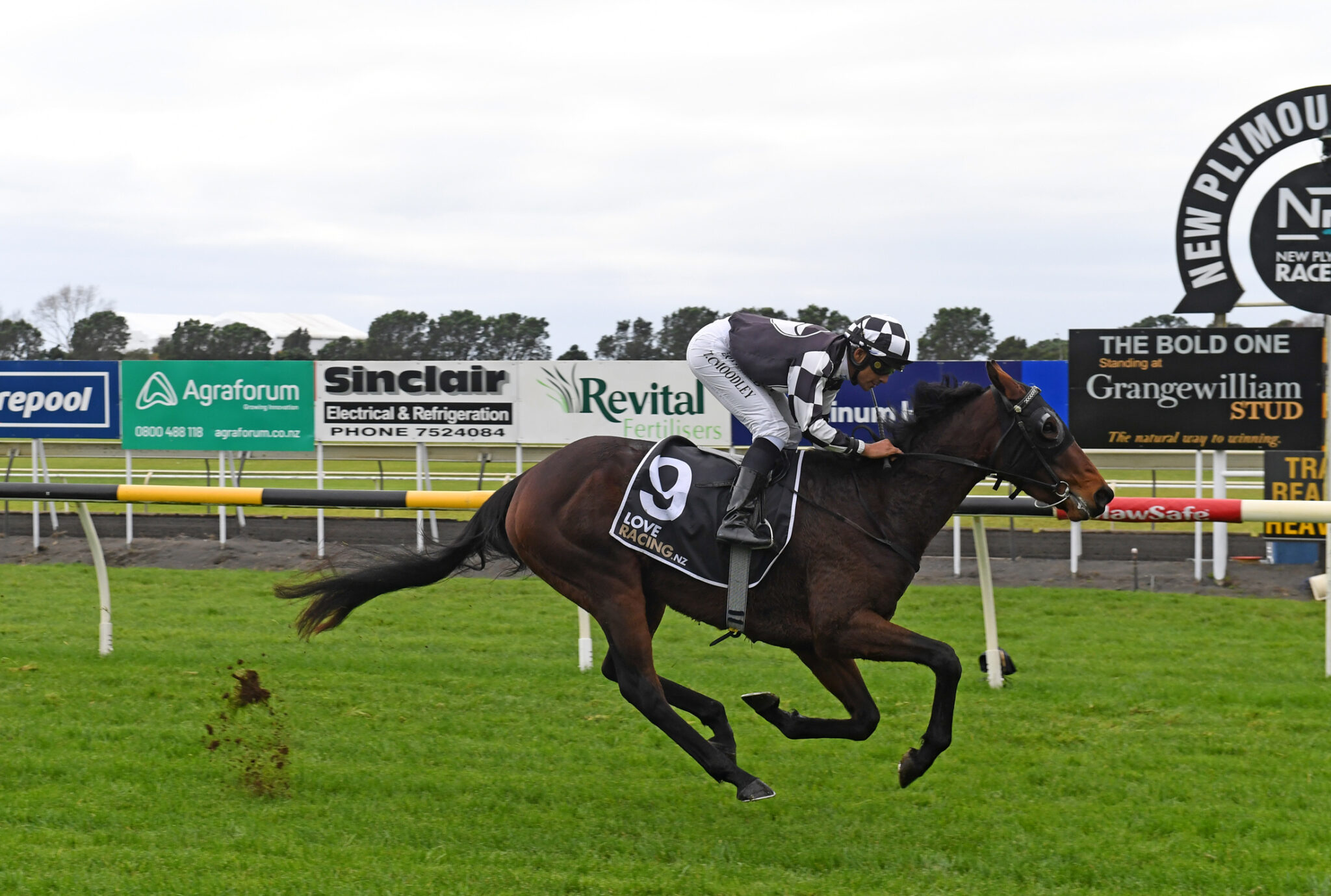 DRESSE PAR JOLI TARANAKI 6 6 2024 RACE IMAGES PHOTO PETER RUBERY GMR 2063