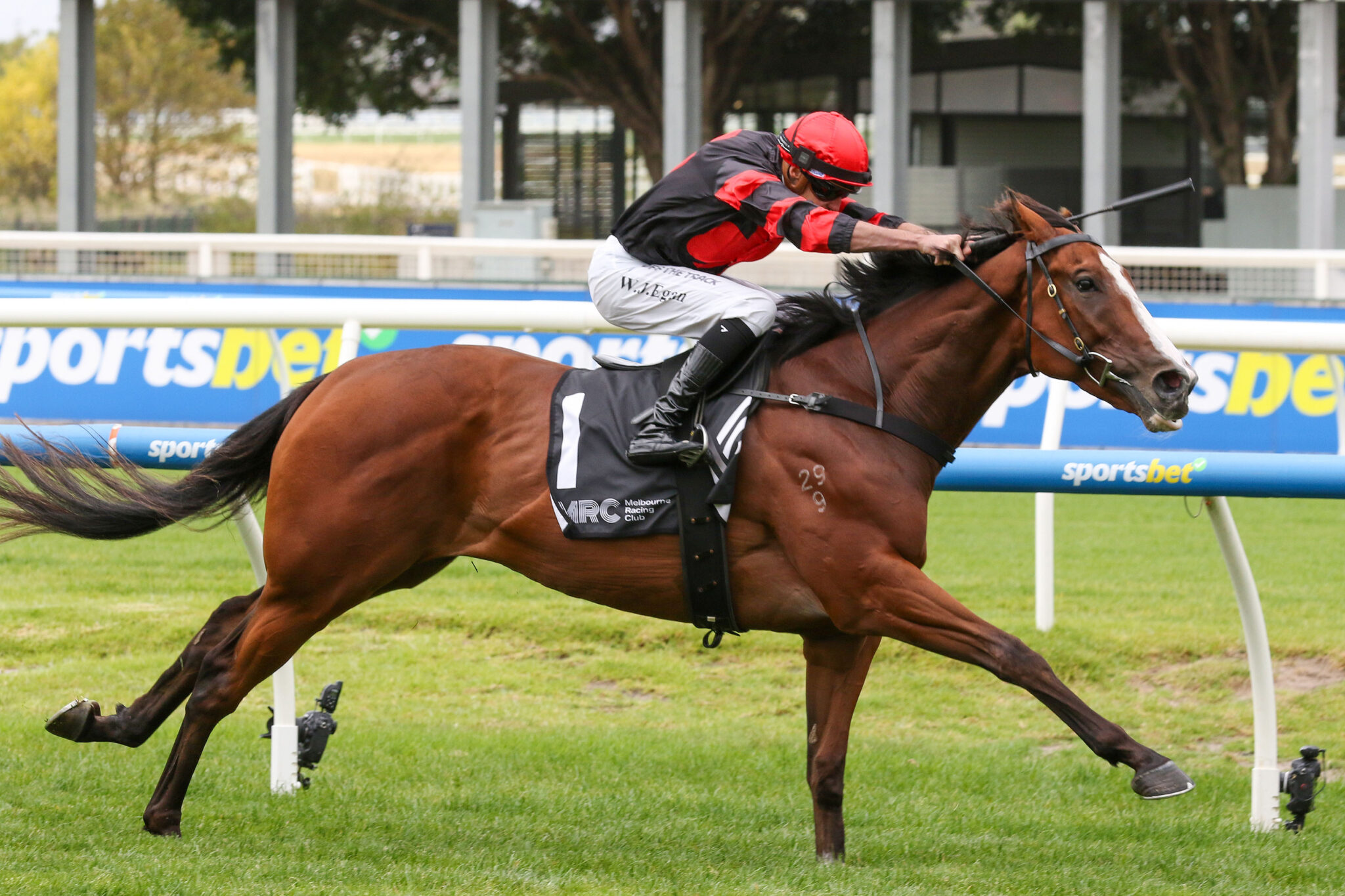 Dunkel 24 02 2024 WIN Caulfield 1 1564 BC