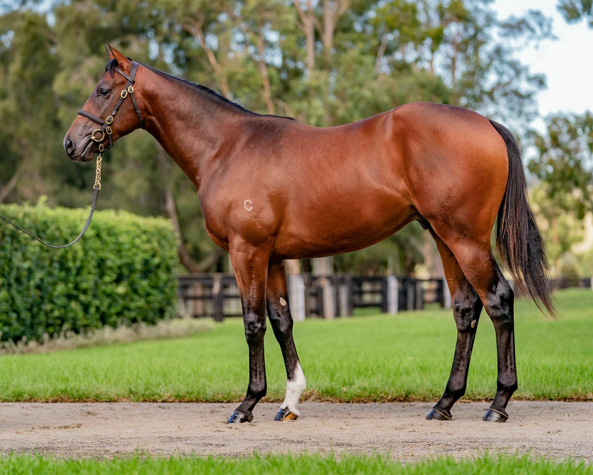 Eponymous as a yearling