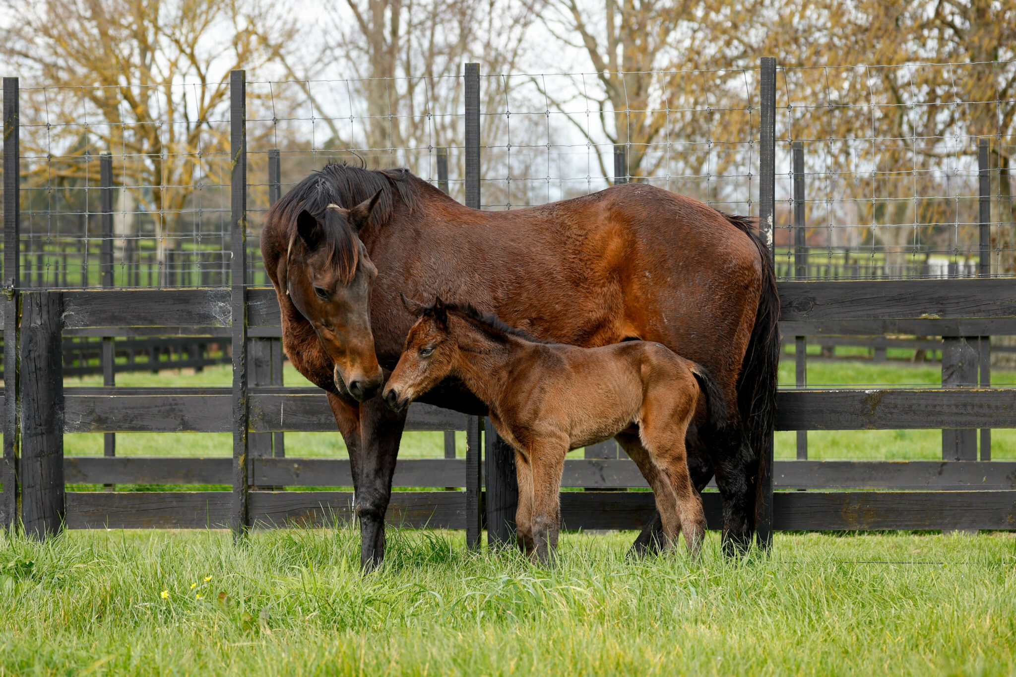 Insouciant 2023 Tarzino filly 1729