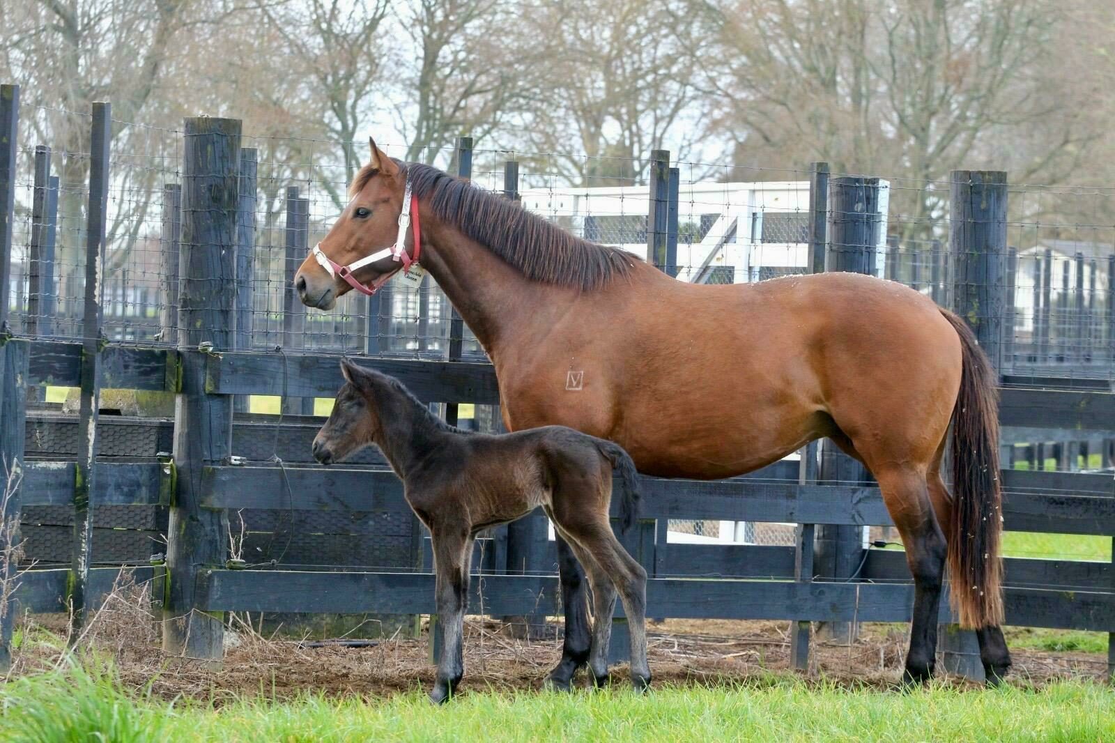 Invincible Queen and Savabeel 26 C