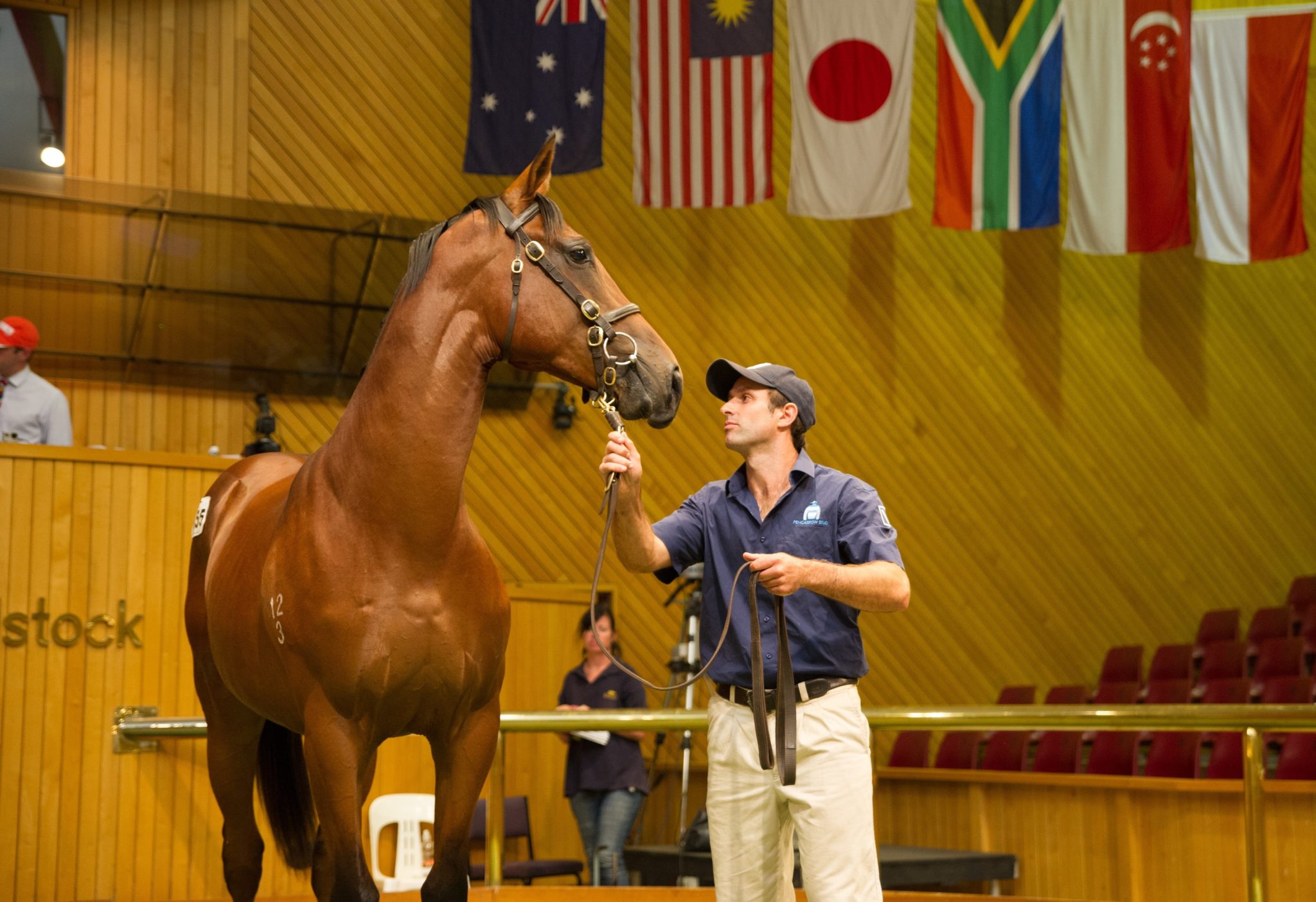 Karaka Lot 155 O Reilly x Salkantay Colt Pencarrow Stud 26 01 15 Day One Premier Sharon Chapman 0626