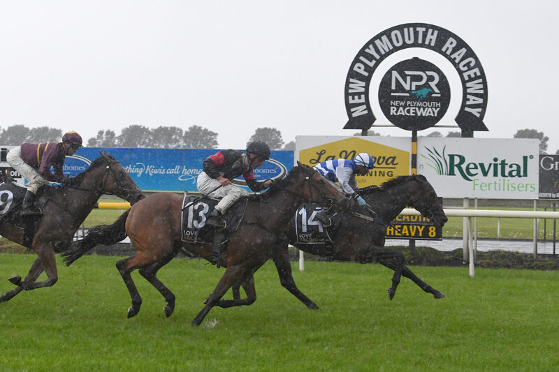 PEARL OF ALSACE TARANAKI 18 11 2022 PHOTO RACE IMAGES