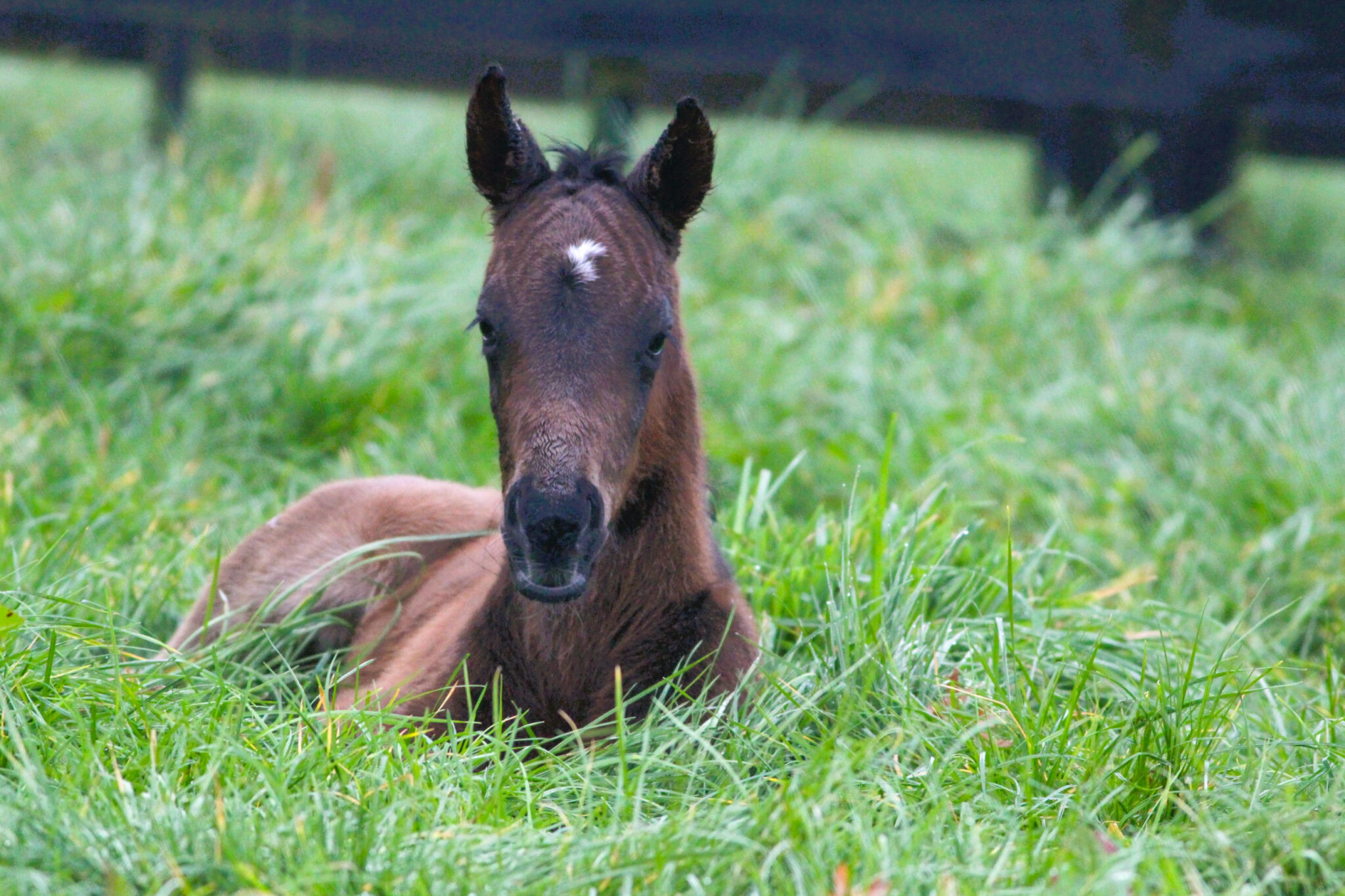 Pencarrow first foal 2024