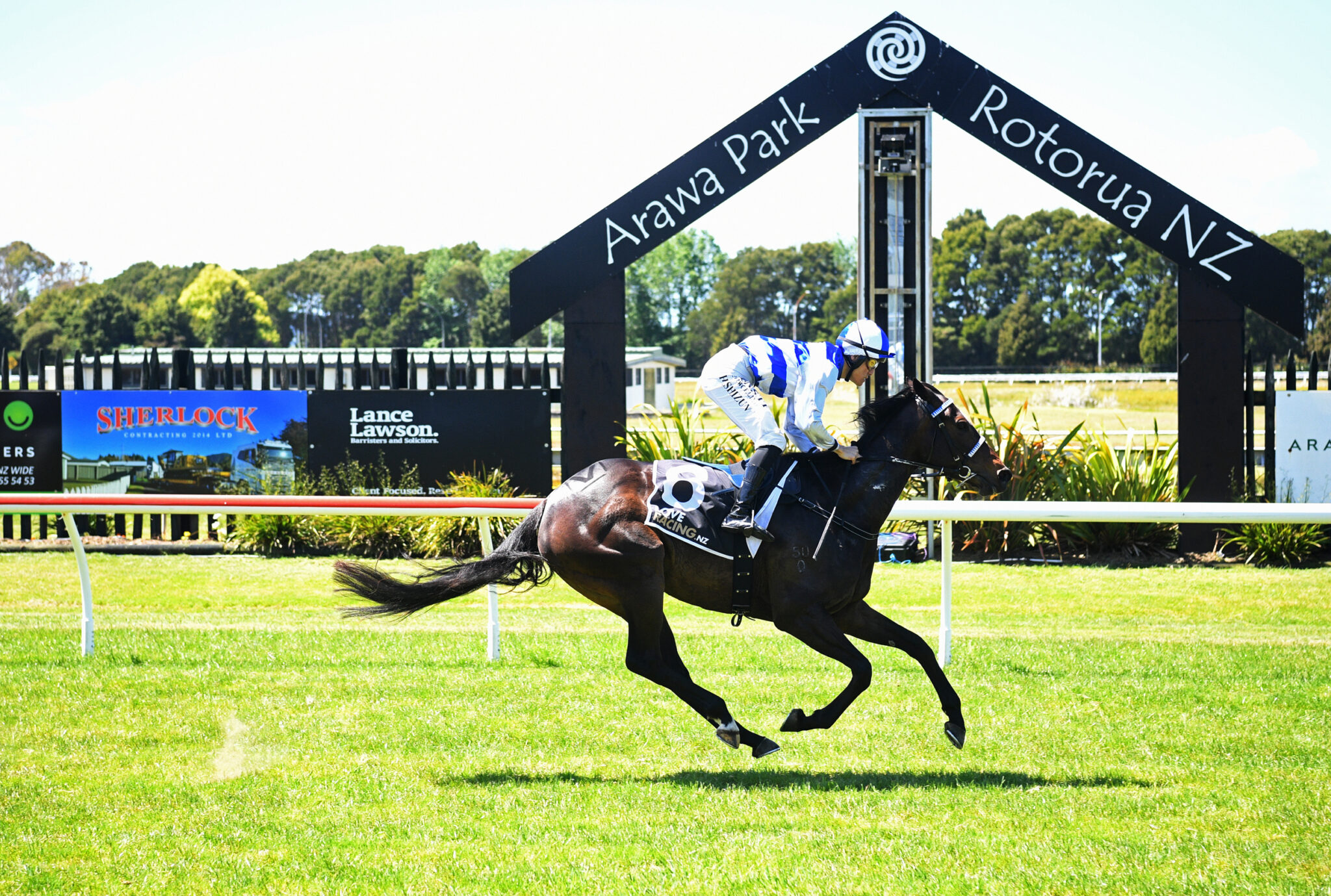 STARRY EYED ROTORUA 19 11 2024 RACE IMAGES PHOTO KENTON WRIGHT D5 A 6405