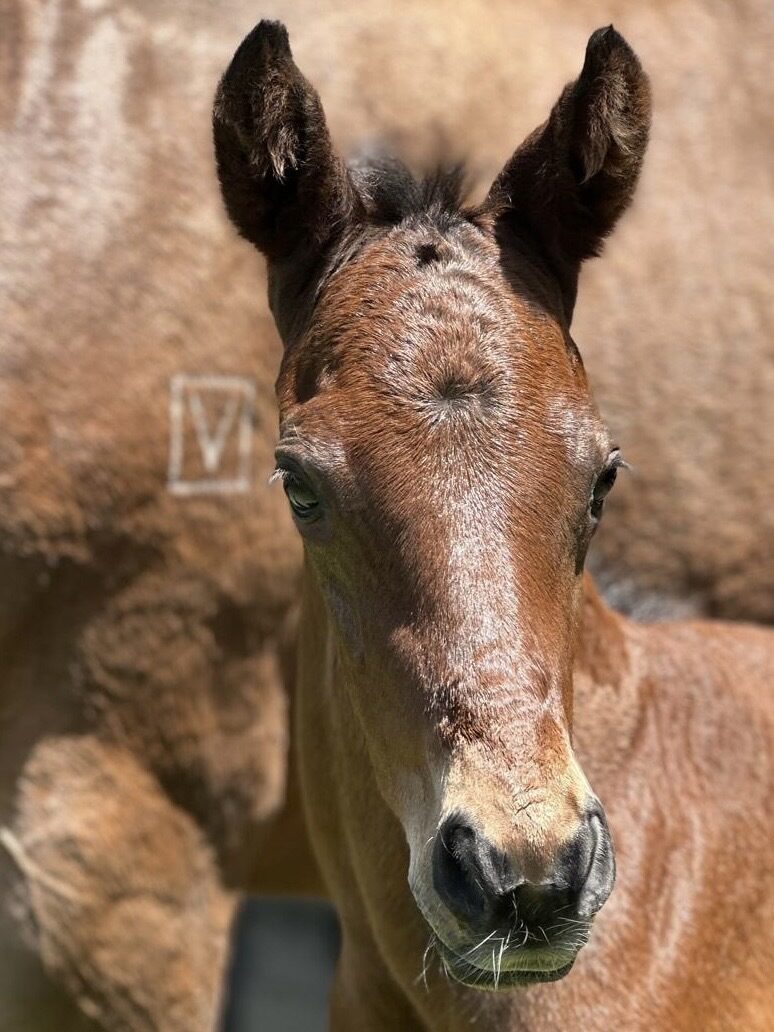 Satono Aladdin x Rasa Lila 25 colt